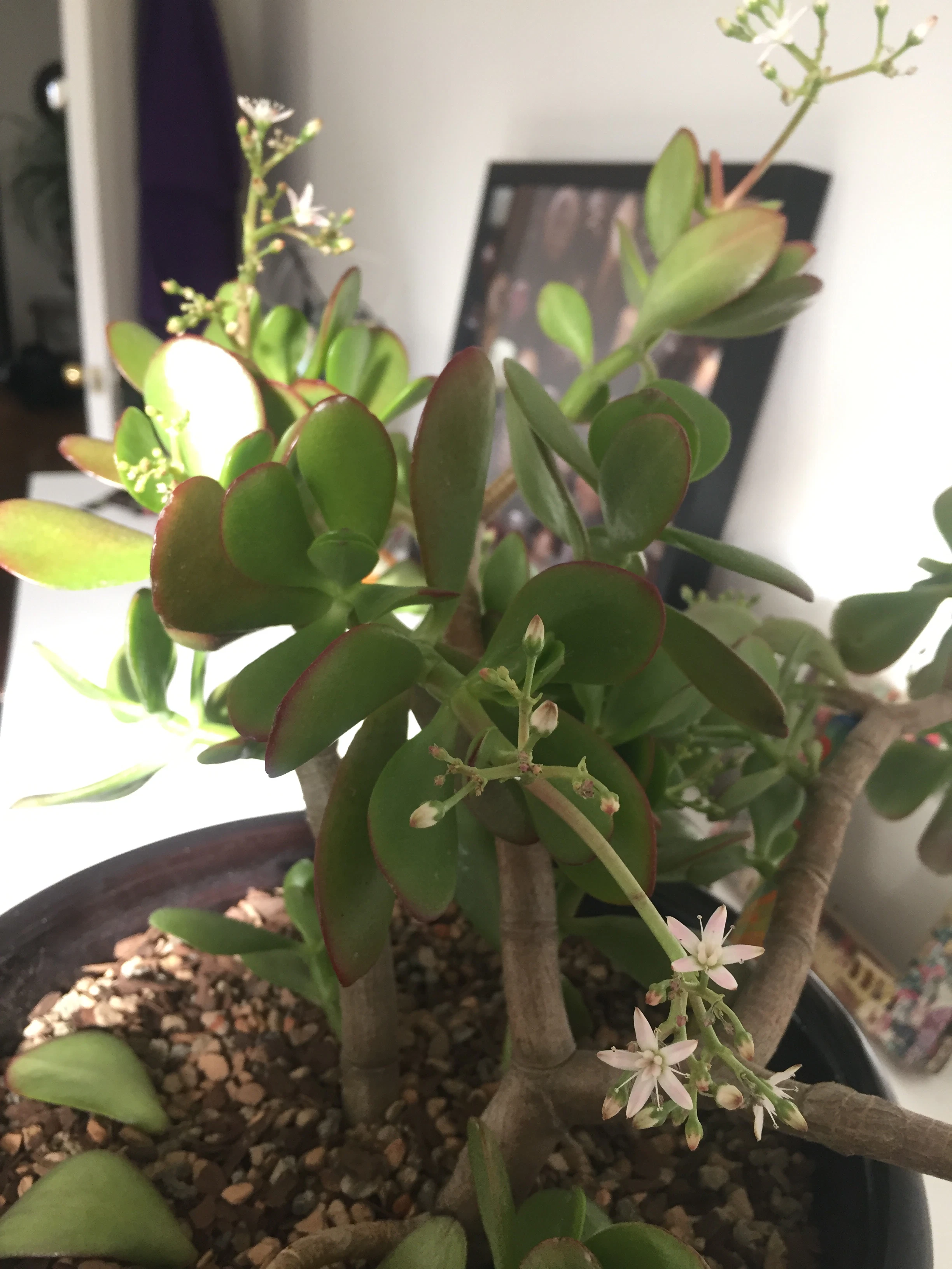 Jade Cuttings and Potted by Blaise Wedding Succulent